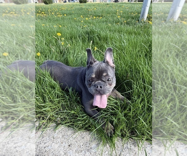 Medium Photo #4 French Bulldog Puppy For Sale in UNIVERSITY PARK, IL, USA