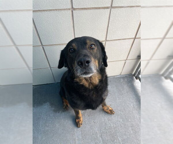 Medium Photo #3 Dachshund-Unknown Mix Puppy For Sale in Corpus Christi, TX, USA