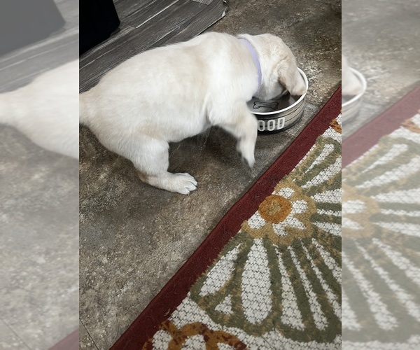 Medium Photo #3 Labrador Retriever Puppy For Sale in BIRNAMWOOD, WI, USA
