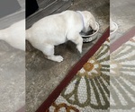 Small Photo #3 Labrador Retriever Puppy For Sale in BIRNAMWOOD, WI, USA