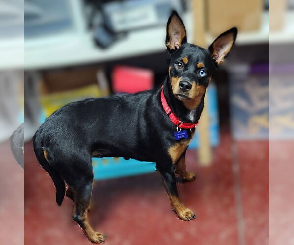 Medium Photo #9 Miniature Pinscher-Unknown Mix Puppy For Sale in Fargo, ND, USA