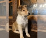 Small Photo #3 Collie Puppy For Sale in SOMERSET, CO, USA