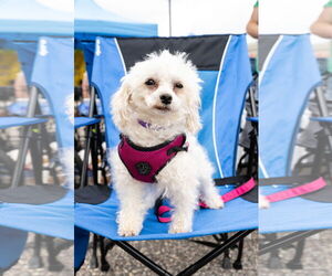 Maltipoo Dogs for adoption in St. Louis Park, MN, USA