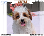 Puppy Stella Cavapoo (Miniature)