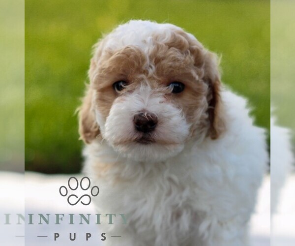 Medium Photo #1 Maltipoo Puppy For Sale in MANHEIM, PA, USA