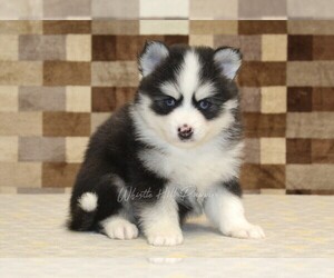 Pomsky Puppy for sale in DENVER, PA, USA