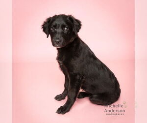 Labrador Retriever-Unknown Mix Dogs for adoption in Corona, CA, USA