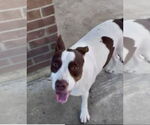 Small #3 American Pit Bull Terrier Mix