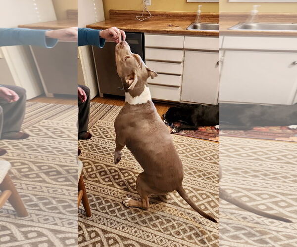 Medium Photo #18 Staffordshire Bull Terrier-Unknown Mix Puppy For Sale in Mount Laurel, NJ, USA