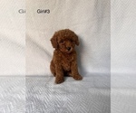 Puppy Girl 3 Poodle (Toy)