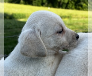 Labrador Retriever Puppy for sale in MIDLAND, NC, USA