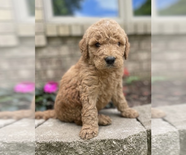 Medium Photo #7 Goldendoodle Puppy For Sale in FORDLAND, MO, USA
