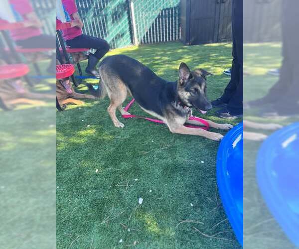 Medium Photo #1 German Shepherd Dog Puppy For Sale in San Bernardino, CA, USA