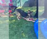 STAR - Female German Shepherd Dog Dog for Adoption - Small photo