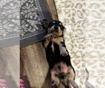 Small #5 Dachshund