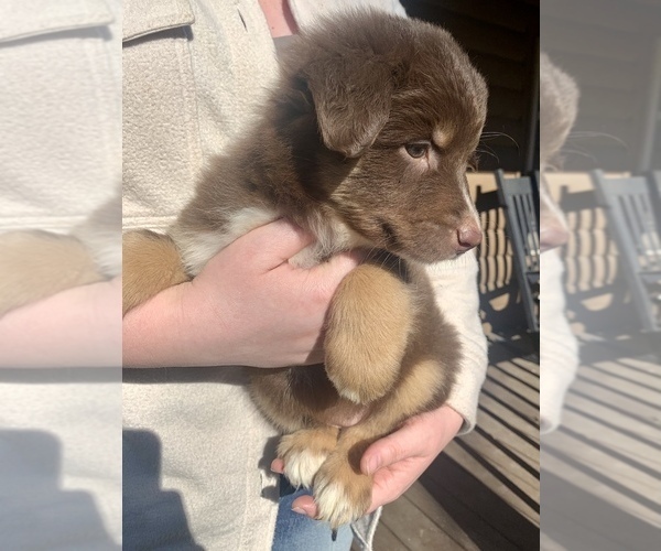 Medium Photo #9 Australian Shepherd Puppy For Sale in CHARLESTON, SC, USA