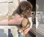 Small Photo #9 Australian Shepherd Puppy For Sale in CHARLESTON, SC, USA