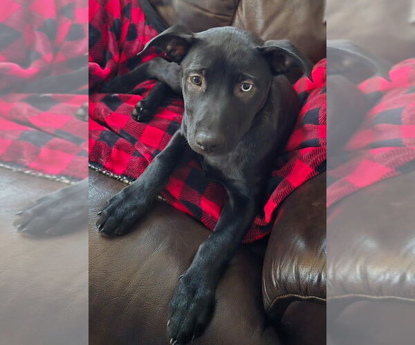 Medium Photo #2 Shepradors Puppy For Sale in Minneapolis, MN, USA