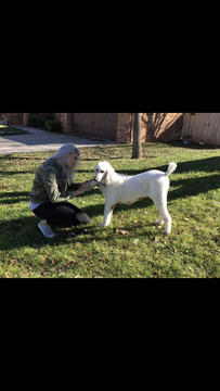 Medium Photo #1 Goldendoodle Puppy For Sale in AMARILLO, TX, USA