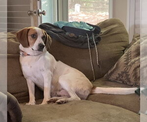 Cooper - Male Beagle-Unknown Mix Dog for Adoption - Photo #3