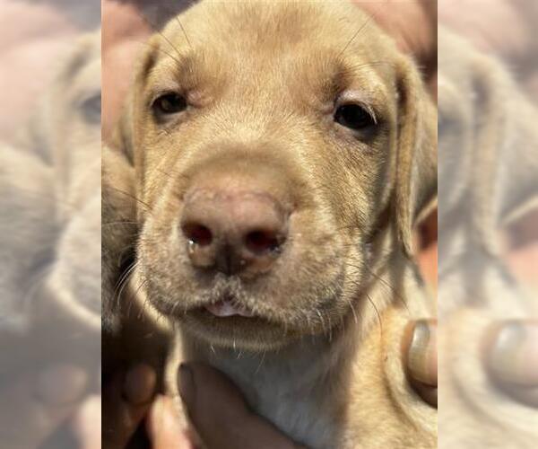 Medium Photo #1 American Pit Bull Terrier-German Shepherd Dog Mix Puppy For Sale in Houston, TX, USA