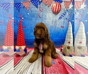 Labradoodle Puppy for sale in KISSIMMEE, FL, USA