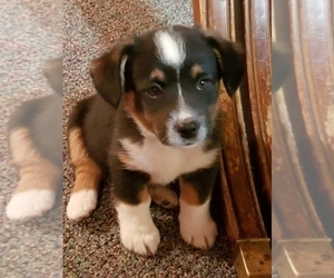 Aussie-Corgi Puppy for sale in BRIGGSDALE, CO, USA