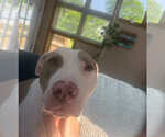 Small #1 American Pit Bull Terrier Mix