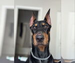 Small Doberman Pinscher