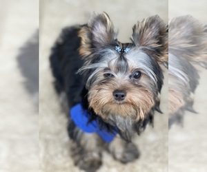 Yorkshire Terrier Puppy for sale in CORAL SPRINGS, FL, USA