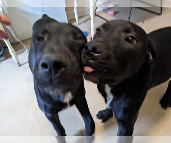 Medium Photo #1 American Mastiff-Bullypit Mix Puppy For Sale in Toronto, Ontario, Canada