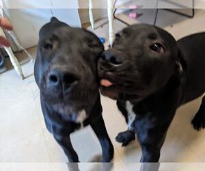 American Mastiff-Bullypit Mix Puppy for sale in Toronto, Ontario, Canada