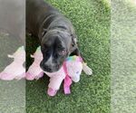 Small #4 American Pit Bull Terrier Mix