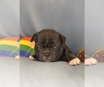 Small #3 Faux Frenchbo Bulldog