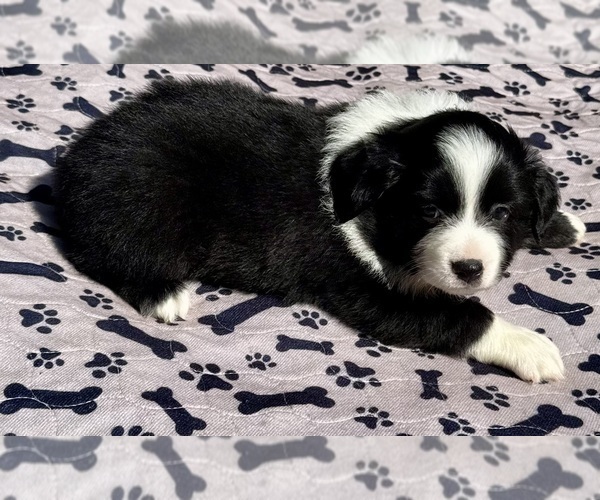 Medium Photo #7 Australian Shepherd Puppy For Sale in SALISBURY, NC, USA