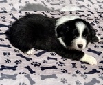 Small #6 Australian Shepherd