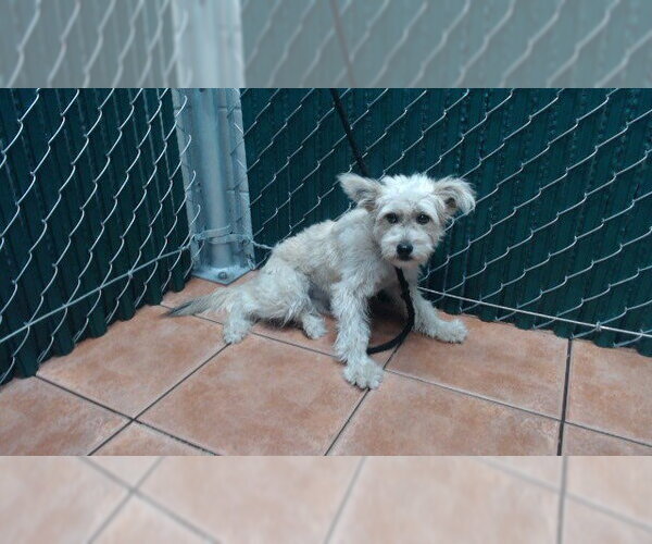 Medium Photo #1 Maltese-Unknown Mix Puppy For Sale in Downey, CA, USA
