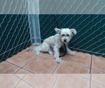 Small Maltese Mix