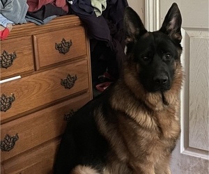 Father of the German Shepherd Dog puppies born on 07/24/2025