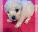 Small Photo #10 Bichon Frise Puppy For Sale in BAXTER, MN, USA