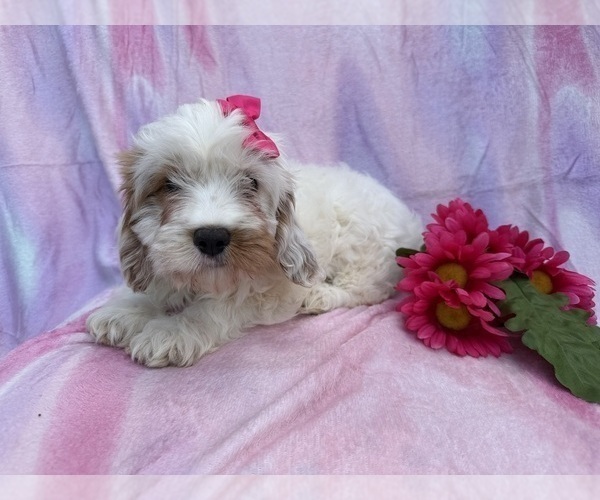 Medium Photo #4 Cavapoo (Miniature) Puppy For Sale in LAKELAND, FL, USA