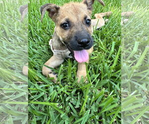 Punkin - Female Mutt Dog for Adoption - Photo #5