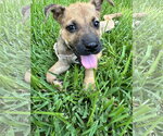 Small Photo #5 Mutt Puppy For Sale in The Woodlands, TX, USA