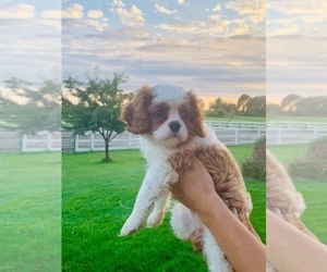 Cavalier King Charles Spaniel Puppy for sale in AMES, IA, USA