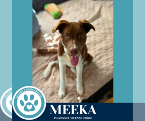 Collie-Unknown Mix Dogs for adoption in Kimberton, PA, USA