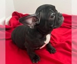 Puppy 2 French Bulldog