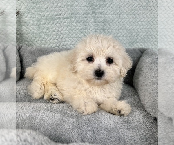 Medium Photo #2 Maltipoo Puppy For Sale in FRANKLIN, IN, USA