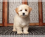 Puppy Oli Maltipoo (Miniature)
