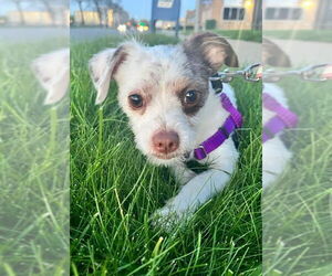 Mutt Dogs for adoption in Westmont, IL, USA