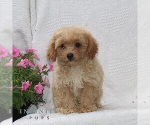 Cavachon Puppy for sale in RISING SUN, MD, USA